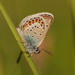 Modrásek černolemý - Plebejus argus ♂, Ralsko (V 2009)