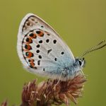 Modrásek černolemý - Plebejus argus ♂, Ralsko (VI 2008)