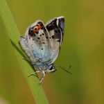 Modrásek černolemý - Plebejus argus ♂, Ralsko (VI 2008)