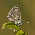 Modrásek hnědoskvrnný - Polyommatus daphnis ♀, Milovice (VII, 2007)