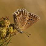 Modrásek hnědoskvrnný - Polyommatus daphnis ♀, Milovice (VII, 2007)