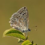 Modrásek hnědoskvrnný - Polyommatus daphnis ♀, Milovice (VII, 2007)