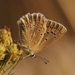 Modrásek hnědoskvrnný - Polyommatus daphnis ♀, Milovice (VII, 2007)