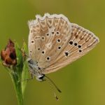 Modrásek hnědoskvrnný - Polyommatus daphnis ♀, Milovice (VII, 2009)