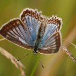 Modrásek hnědoskvrnný - Polyommatus daphnis ♀, Milovice (VII, 2009)