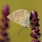 Modrásek hnědoskvrnný - Polyommatus daphnis ♂, Kurdějov (VI, 2008)