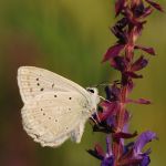 Modrásek hnědoskvrnný - Polyommatus daphnis ♂, Kurdějov (VI, 2008)