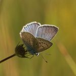 Modrásek hnědoskvrnný - Polyommatus daphnis ♂, Milovice (VI, 2007)