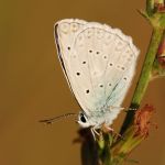 Modrásek hnědoskvrnný - Polyommatus daphnis ♂, Milovice (VII, 2007)