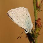 Modrásek hnědoskvrnný - Polyommatus daphnis ♂, Milovice (VII, 2007)