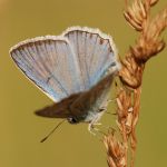 Modrásek hnědoskvrnný - Polyommatus daphnis ♂, Milovice (VII, 2007)