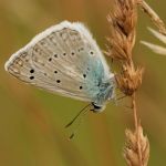 Modrásek hnědoskvrnný - Polyommatus daphnis ♂, Milovice (VII, 2007)