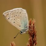 Modrásek hnědoskvrnný - Polyommatus daphnis ♂, Milovice (VII, 2007)