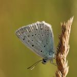 Modrásek hnědoskvrnný - Polyommatus daphnis ♂, Milovice (VII, 2007)