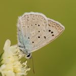 Modrásek hnědoskvrnný - Polyommatus daphnis ♂, Milovice (VII, 2009)