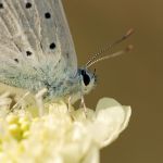 Modrásek hnědoskvrnný - Polyommatus daphnis ♂, Pouzdřany (VII, 2007)