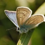 Modrásek hnědoskvrnný - Polyommatus daphnis ♂, Ralsko (VII, 2009)