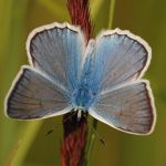 Modrásek hnědoskvrnný - Polyommatus daphnis ♂, Ralsko (VII, 2009)