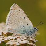 Modrásek hnědoskvrnný - Polyommatus daphnis ♂, Ralsko (VII, 2009)