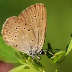 Modrásek hořcový Rebelův - Maculinea alcon rebeli ♂, Milovice (VI, 2007)