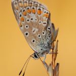 Modrásek jehlicový - Polyommatus icarus, Hradčany (IX, 2009)