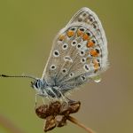 Modrásek jehlicový - Polyommatus icarus, Polabí (VII, 2011)