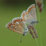 Modrásek jehlicový - Polyommatus icarus ♀ + Modrásek tmavohnědý - Arcia agestis ♂, Ostružno (V, 2009)