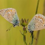 Modrásek jehlicový - Polyommatus icarus ♂, Jičín (V, 2009)