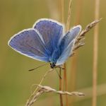 Modrásek jehlicový - Polyommatus icarus ♂, Milovice (VII, 2007)