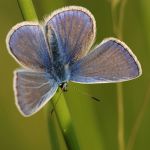 Modrásek jehlicový - Polyommatus icarus ♂, Ostružno (V, 2009)