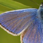 Modrásek jehlicový - Polyommatus icarus ♂, Ostružno (V, 2009)