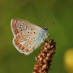 Modrásek jehlicový - Polyommatus icarus ♂, Ralsko (V, 2009)