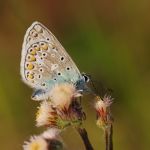 Modrásek jehlicový - Polyommatus icarus ♂, Ralsko (V, 2009)