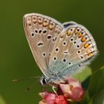 Modrásek jehlicový - Polyommatus icarus ♂, Ralsko (V, 2009)