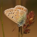 Modrásek jehlicový - Polyommatus icarus ♂, Ralsko (VI, 2009)