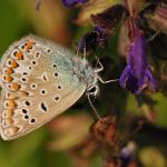 Modrásek jehlicový - Polyommatus icarus ♂, Ralsko (VI, 2009)