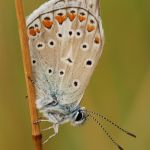 Modrásek jehlicový - Polyommatus icarus ♂, Zahrady pod Hájem (VIII, 2009)