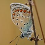 Modrásek jehlicový - Polyommatus icarus ♂, Zahrady pod Hájem (VIII, 2009)