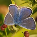 Modrásek jehlicový - Polyommatus icarus ♂, Zahrady pod Hájem (VIII, 2009)