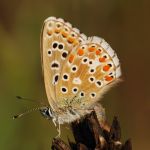 Modrásek jetelový - Polyommatus bellargus ♀ kladení vajíček,  Pouzdřany (VIII, 2010)