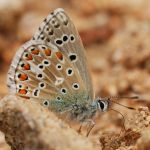 Modrásek jetelový - Polyommatus bellargus ♂,  Pouzdřany (VIII, 2010)