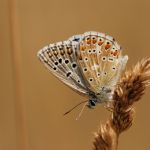 Modrásek jetelový - Polyommatus bellargus ♂,  Zahrady pod Hájem (VIII, 2008)