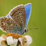 Modrásek jetelový - Polyommatus bellargus ♂, Bílé Karpaty (VI, 2008)