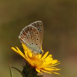 Modrásek jetelový - Polyommatus bellargus ♂, Pálava (VIII, 2009)