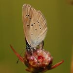 Modrásek lesní - Cyaniris semiargus - samice při kladení vajíček, Ralsko (VII, 2009)