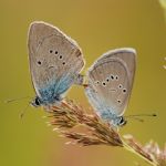 Modrásek lesní - Cyaniris semiargus kopulace - vlevo samec, vpravo samice, Ralsko (VII, 2009)