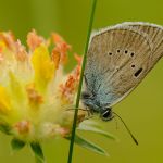 Modrásek lesní - Cyaniris semiargus, Ralsko (VII, 2011)