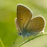 Modrásek lesní - Cyaniris semiargus, samice, Ralsko (VI, 2011)