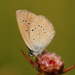 Modrásek lesní - Cyaniris semiargus ♀, Ralsko (VII, 2009)