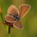 Modrásek lesní - Cyaniris semiargus ♀, Ralsko (VII, 2009)